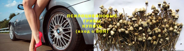 СК Новозыбков